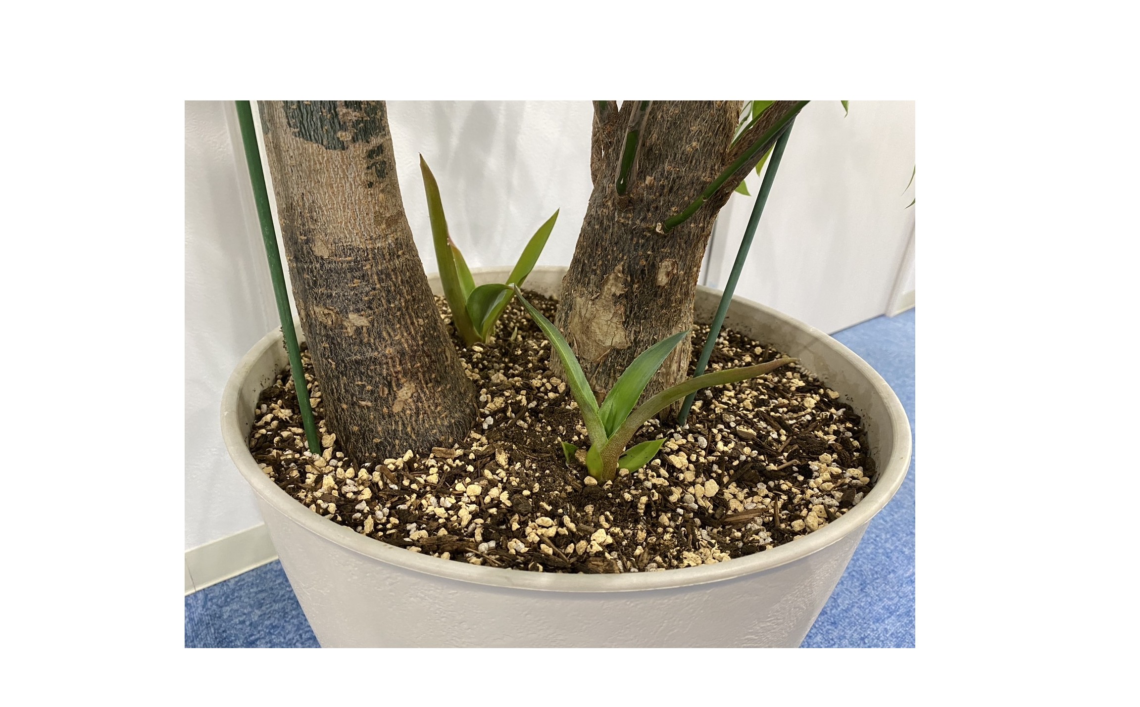 『第一印象が大事』