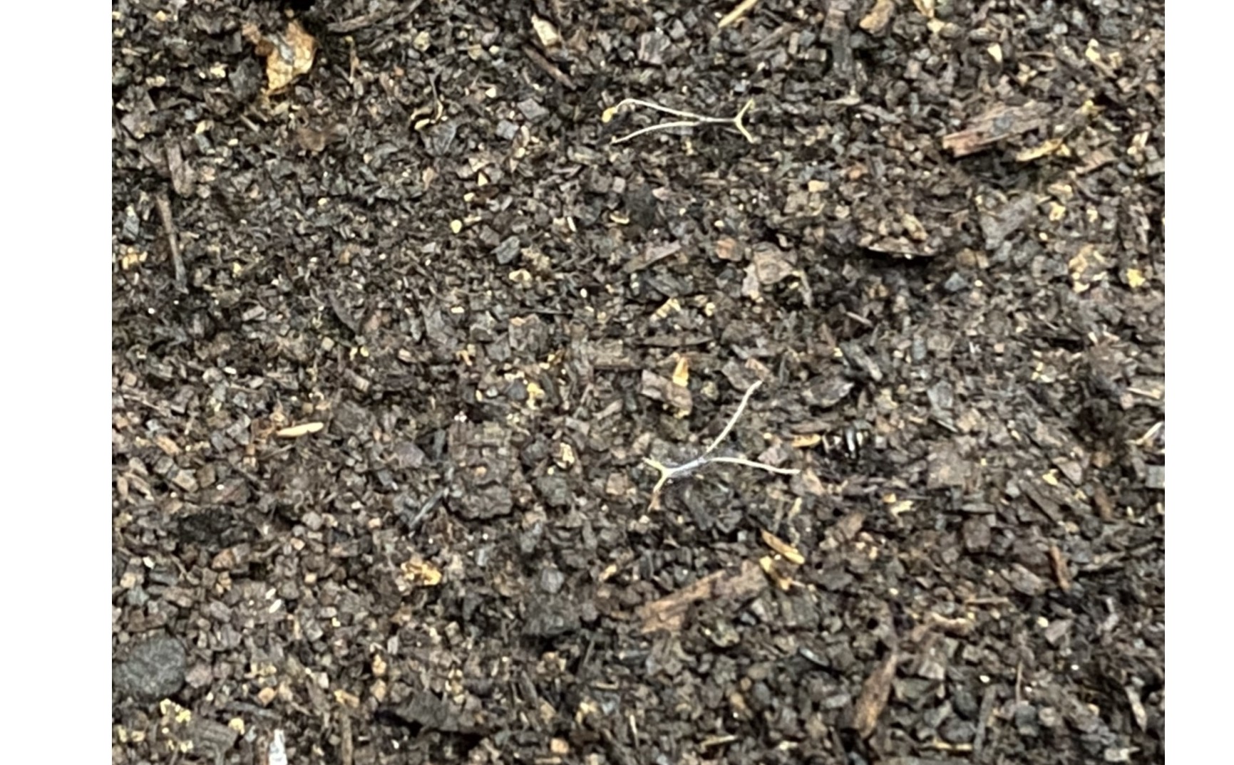 『２回目のチャレンジ！とうとう！』