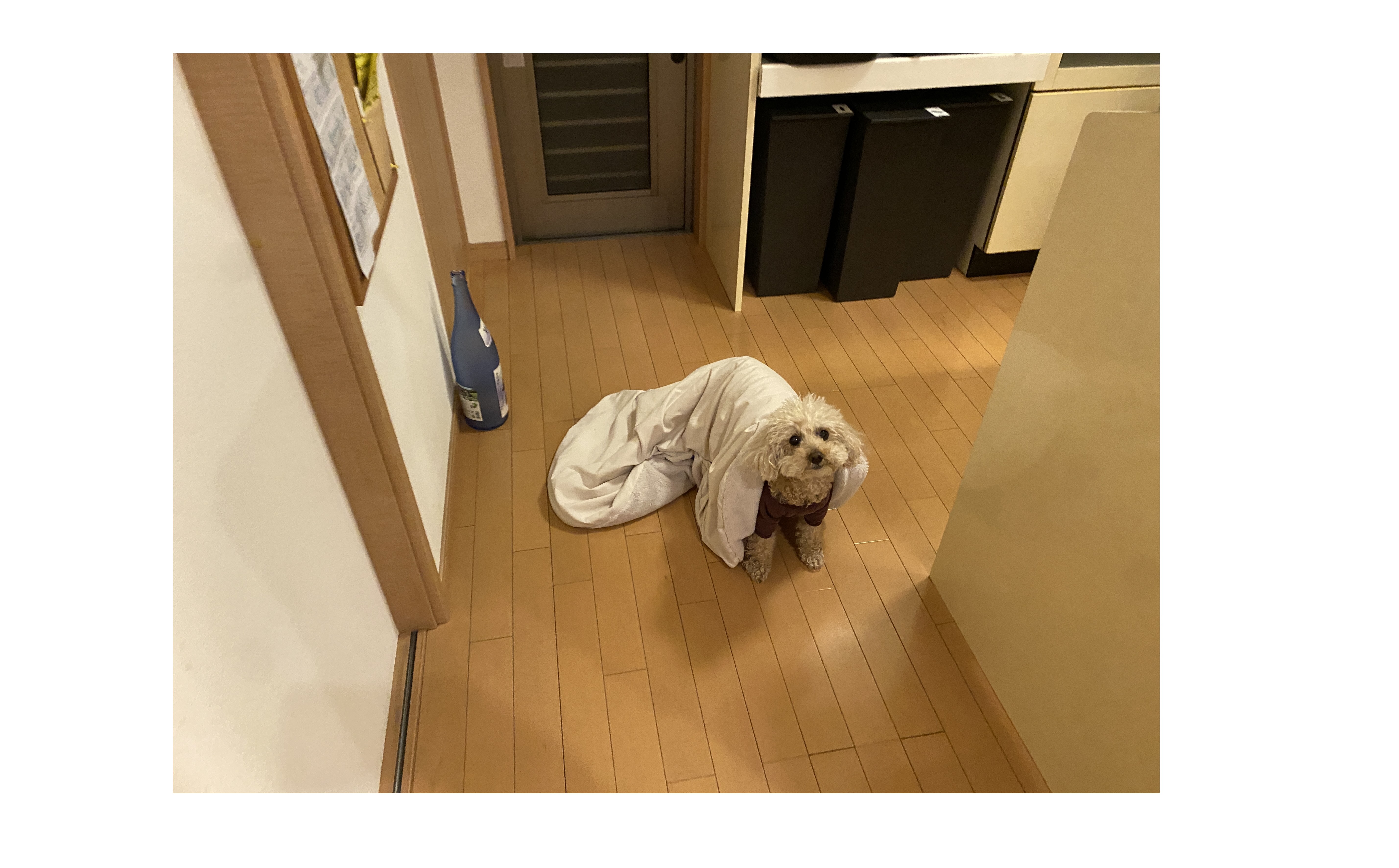 『おばけだぞ～』