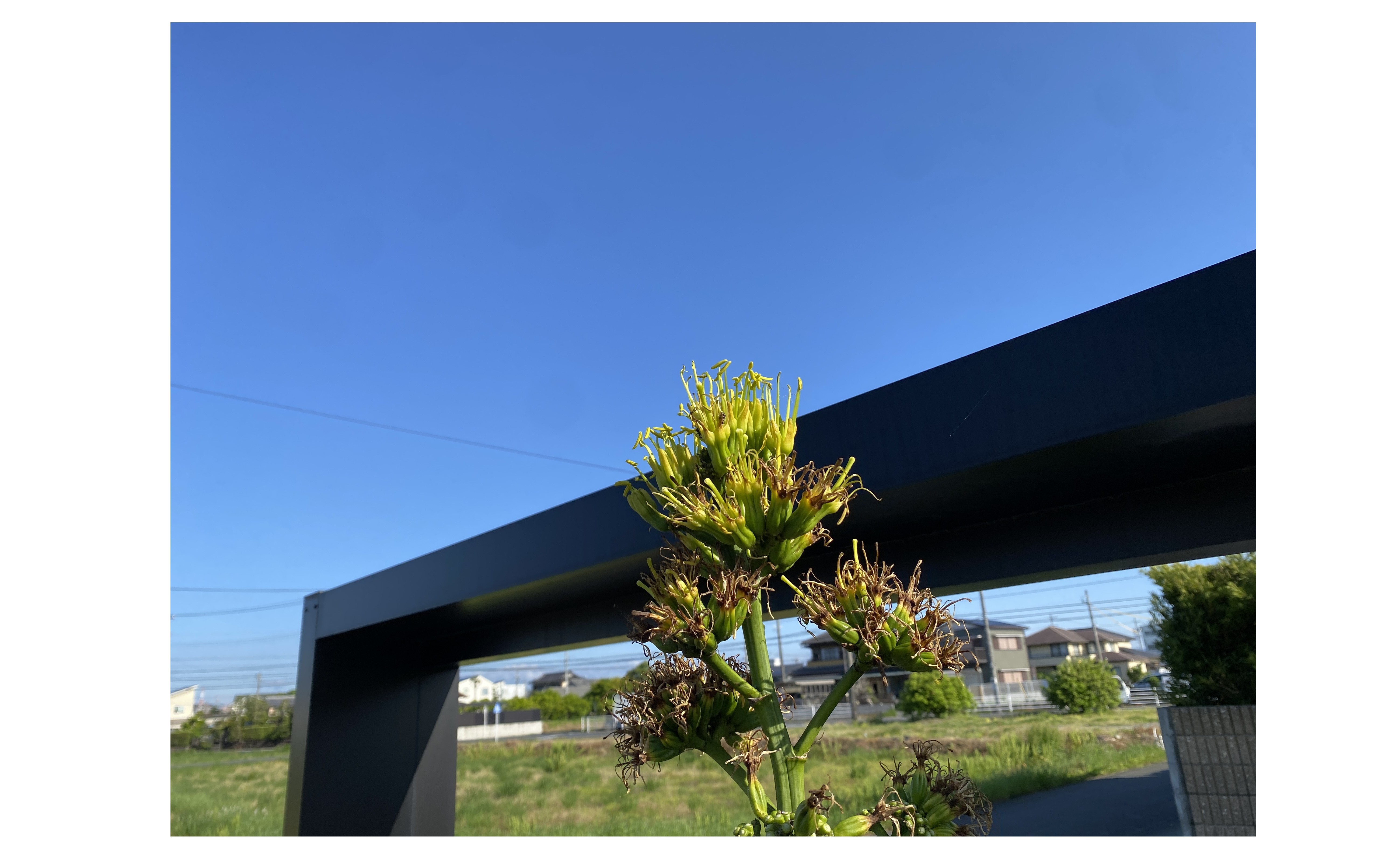 『最後のつぼみの開花が始まりました』