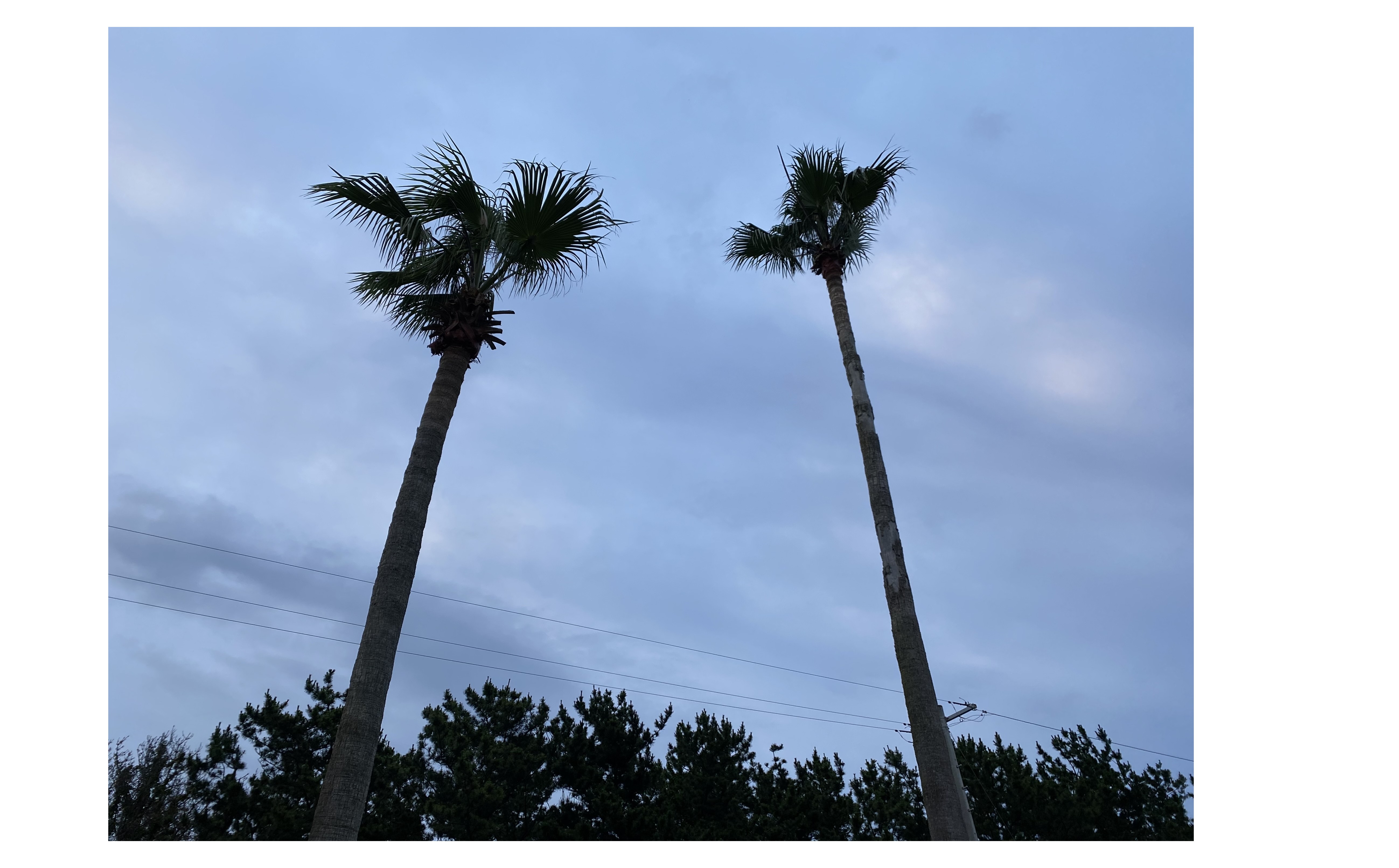 『正しい情報』