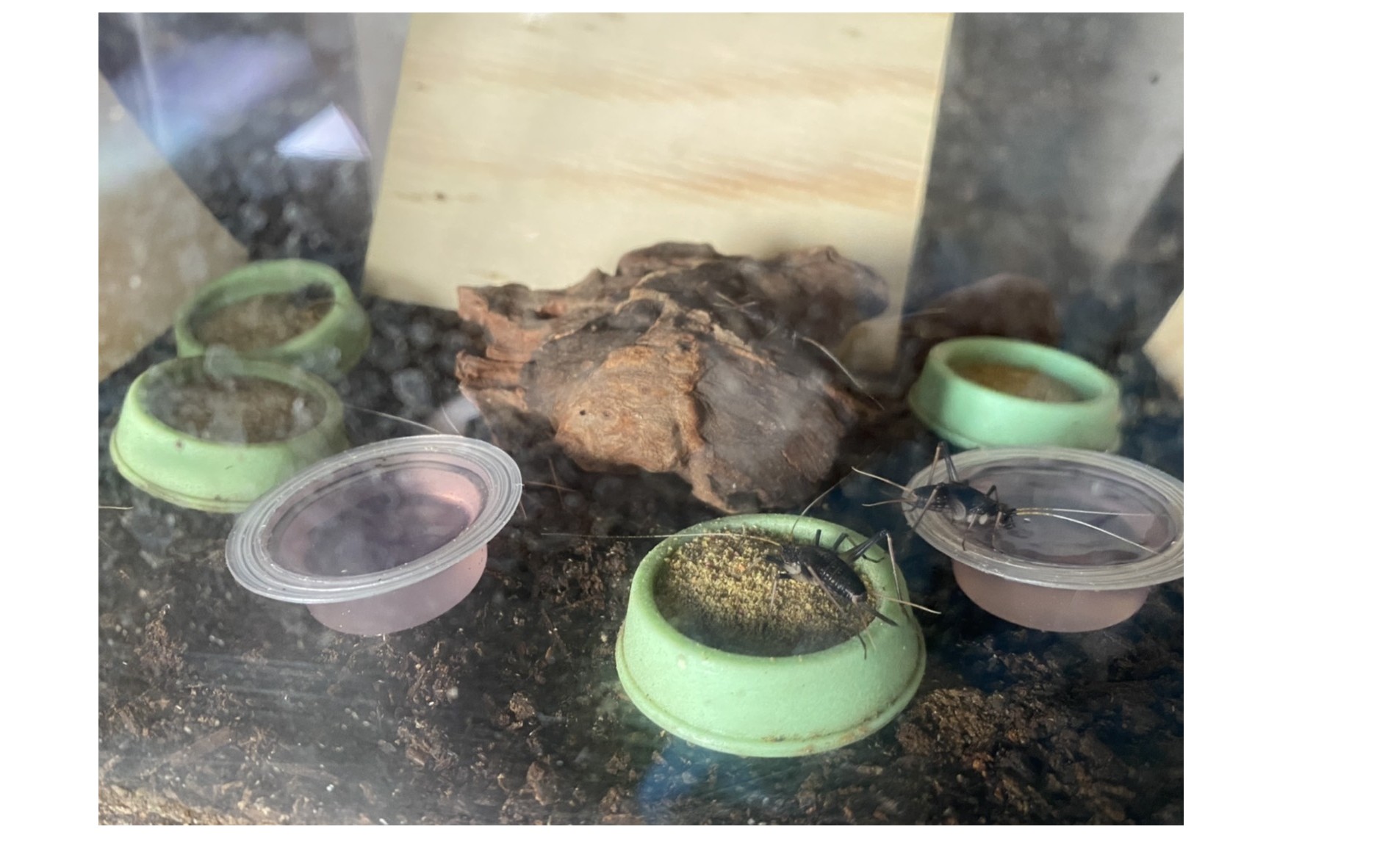 『夏の楽しみの一つ』