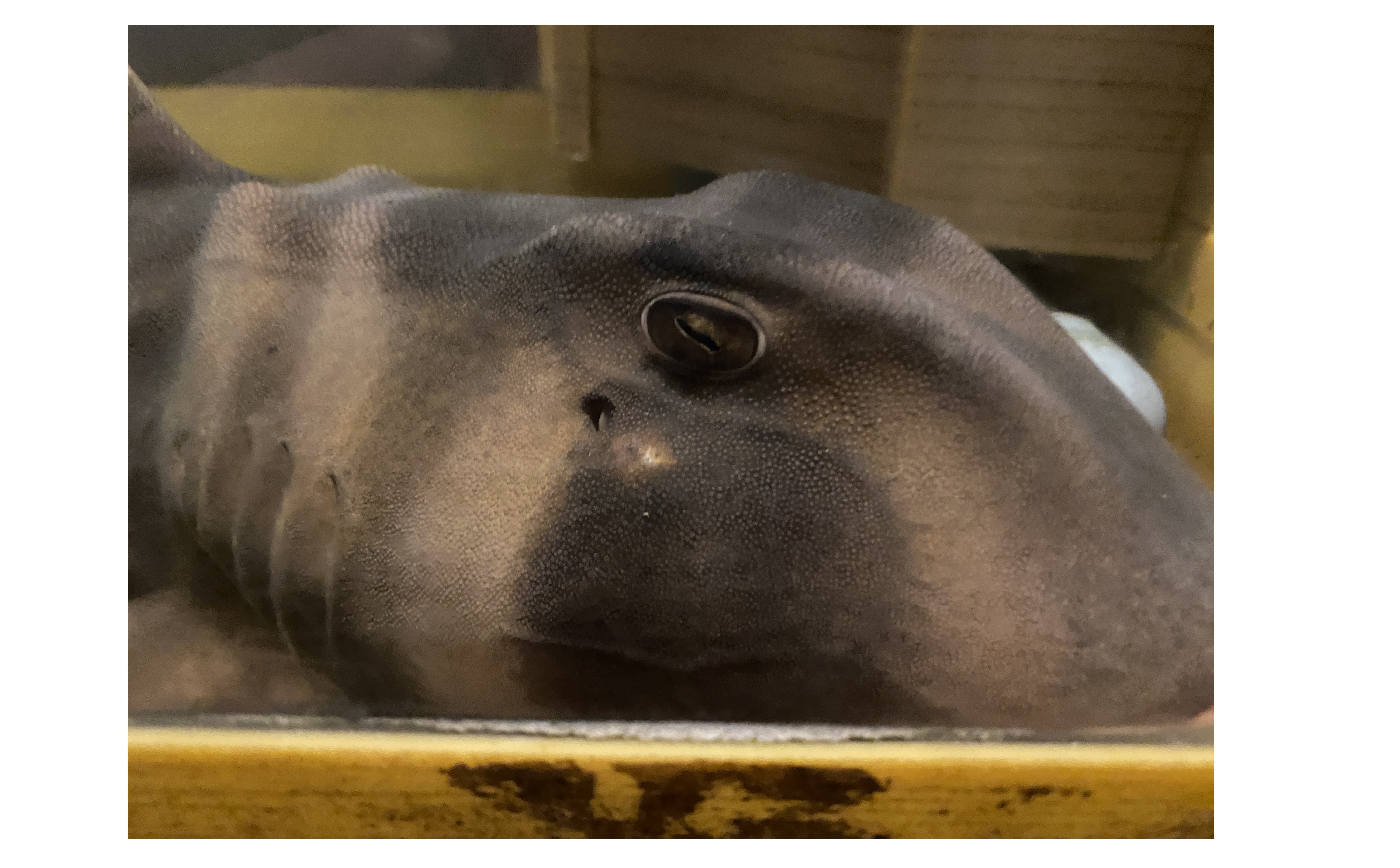 『本気のプレゼン』