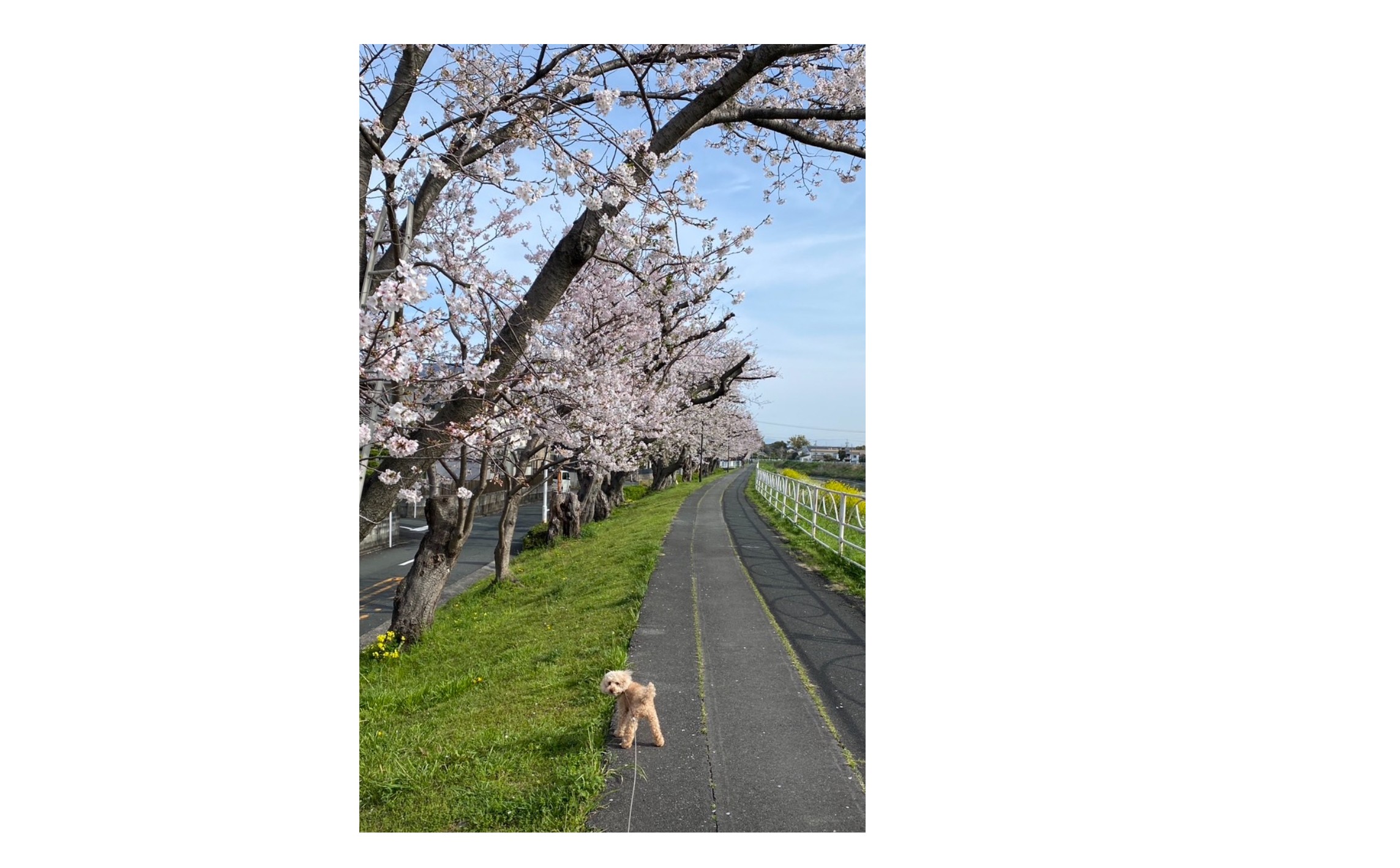 『８回目の春』