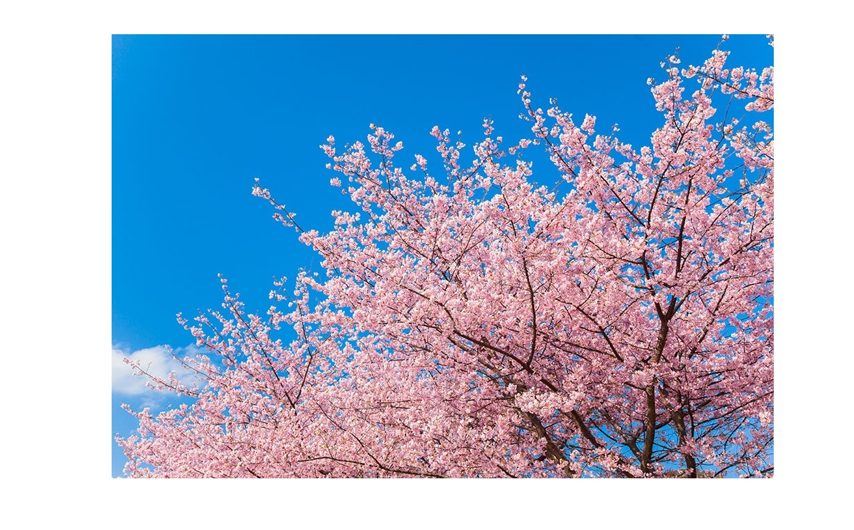 『桜』