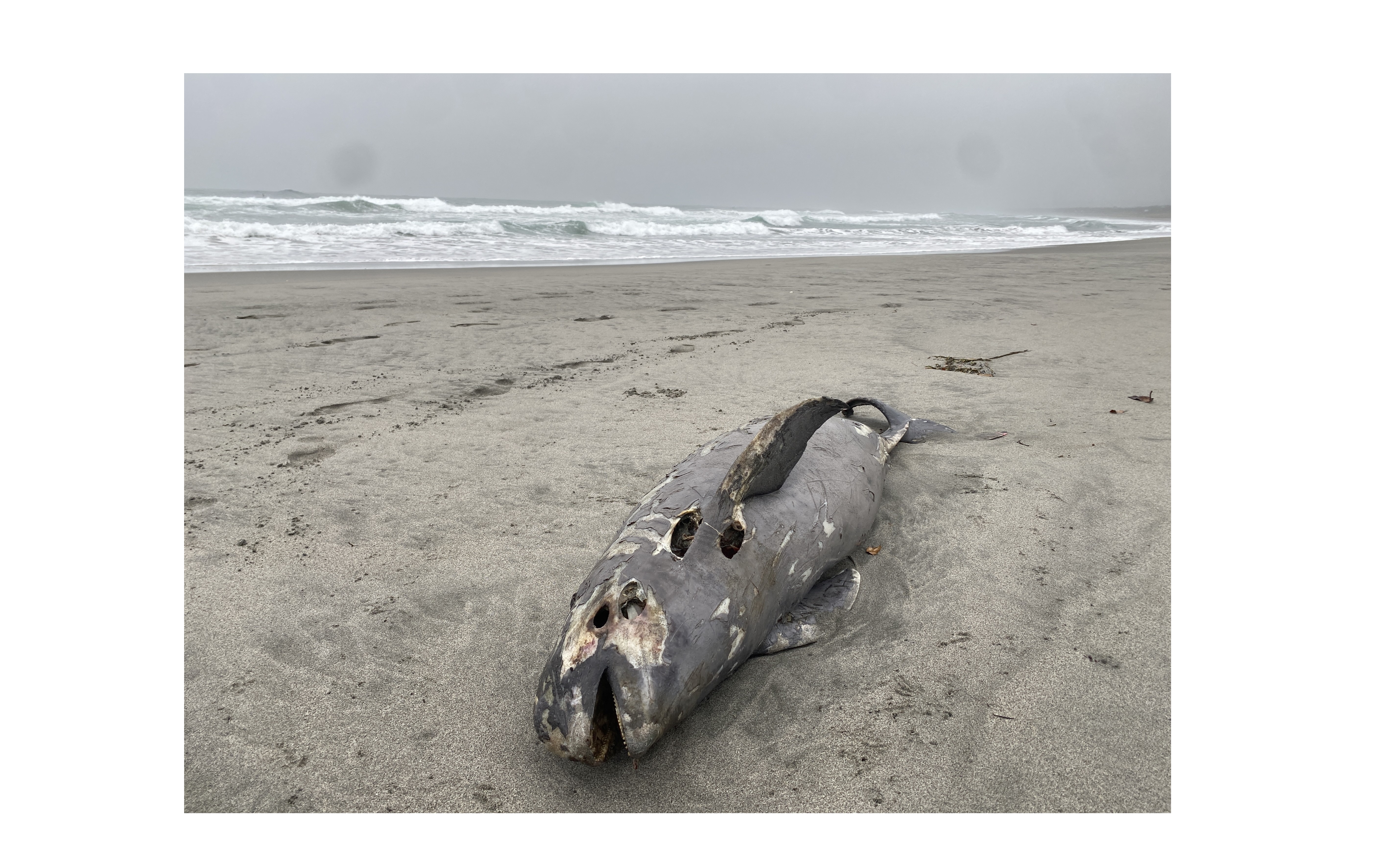 『有限の時間を突き付けられる自然』
