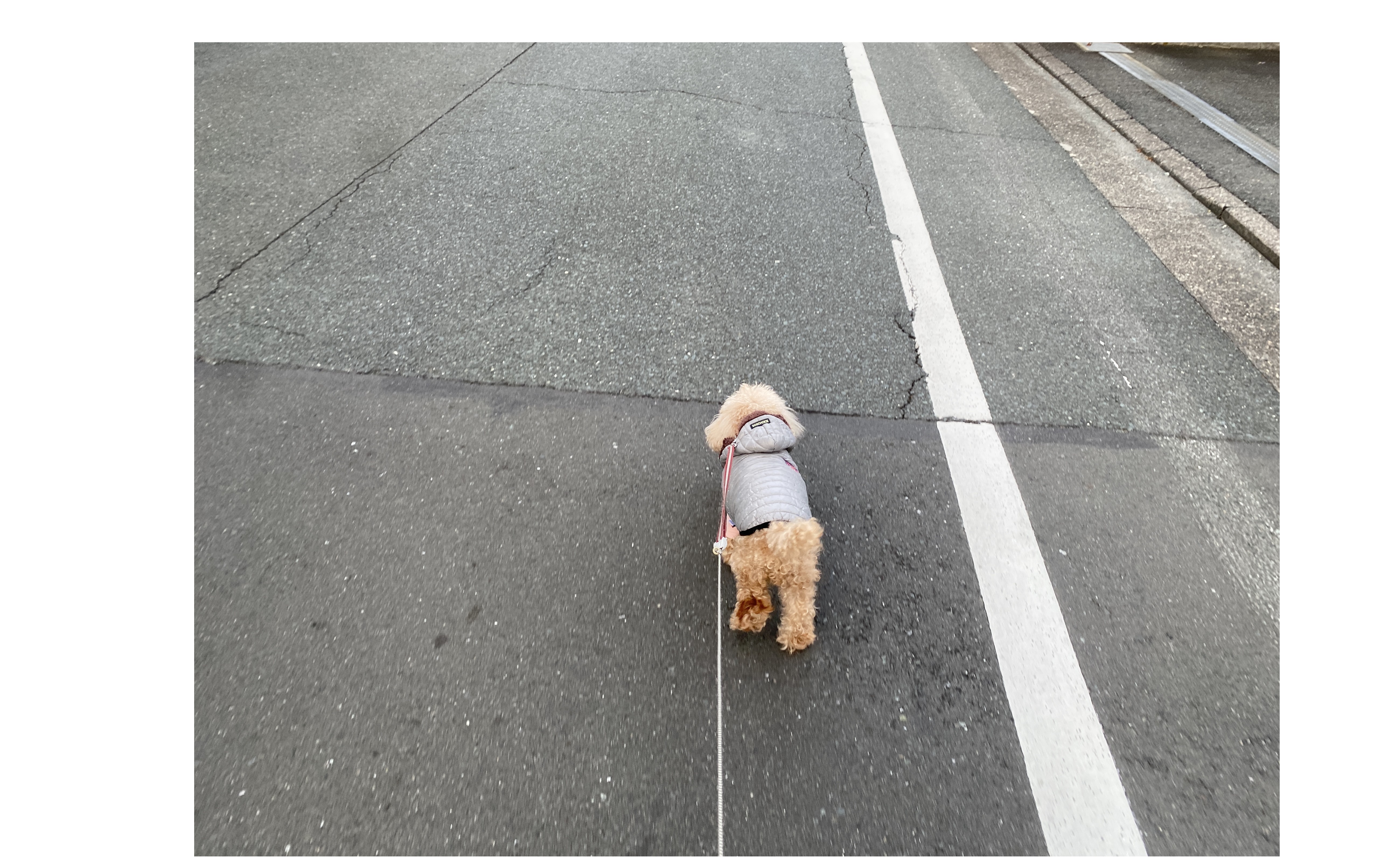 『新しい家族』