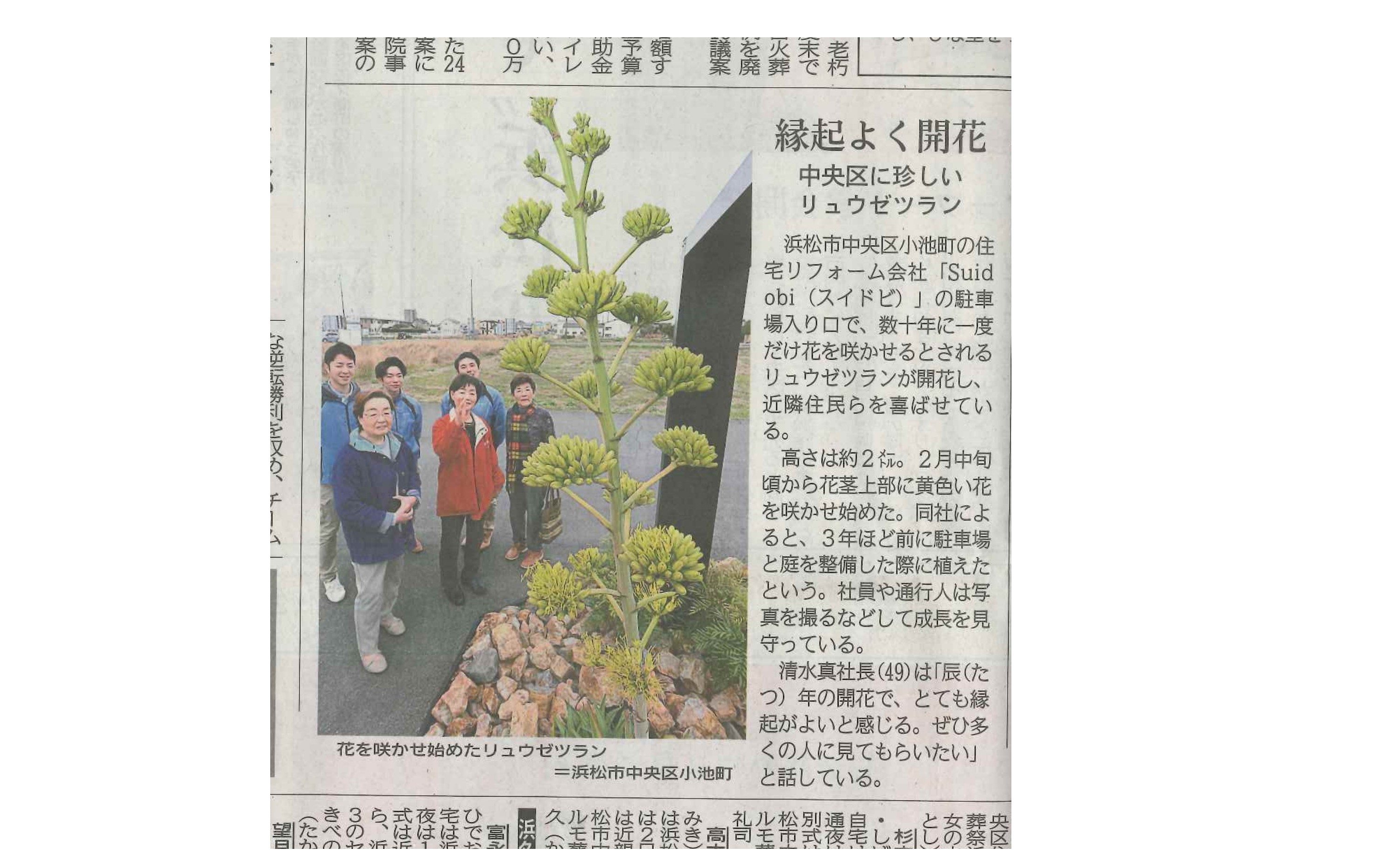 『静岡新聞にもリュウゼツランの開花が掲載されました』