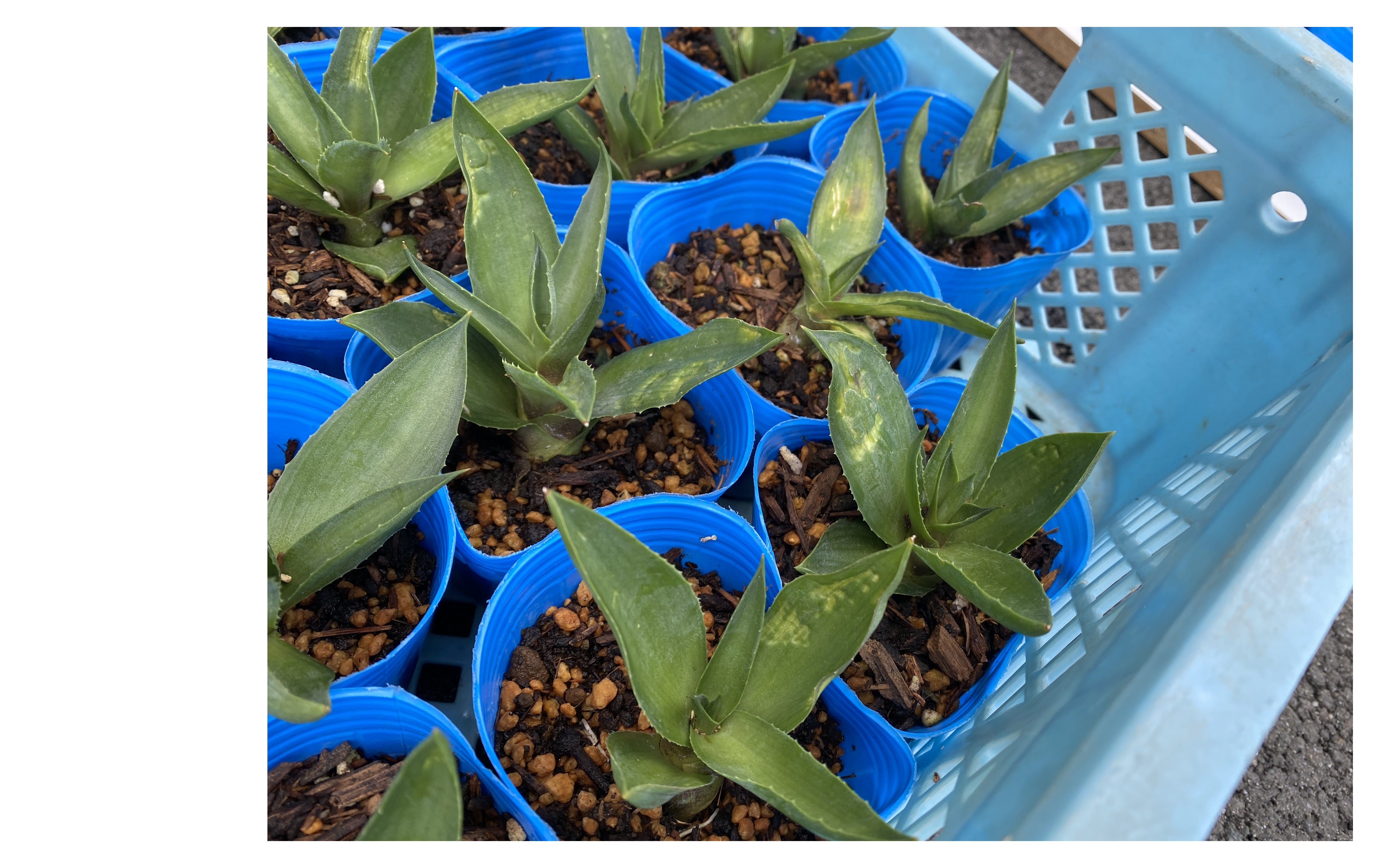 『縁起物いかがですか？』