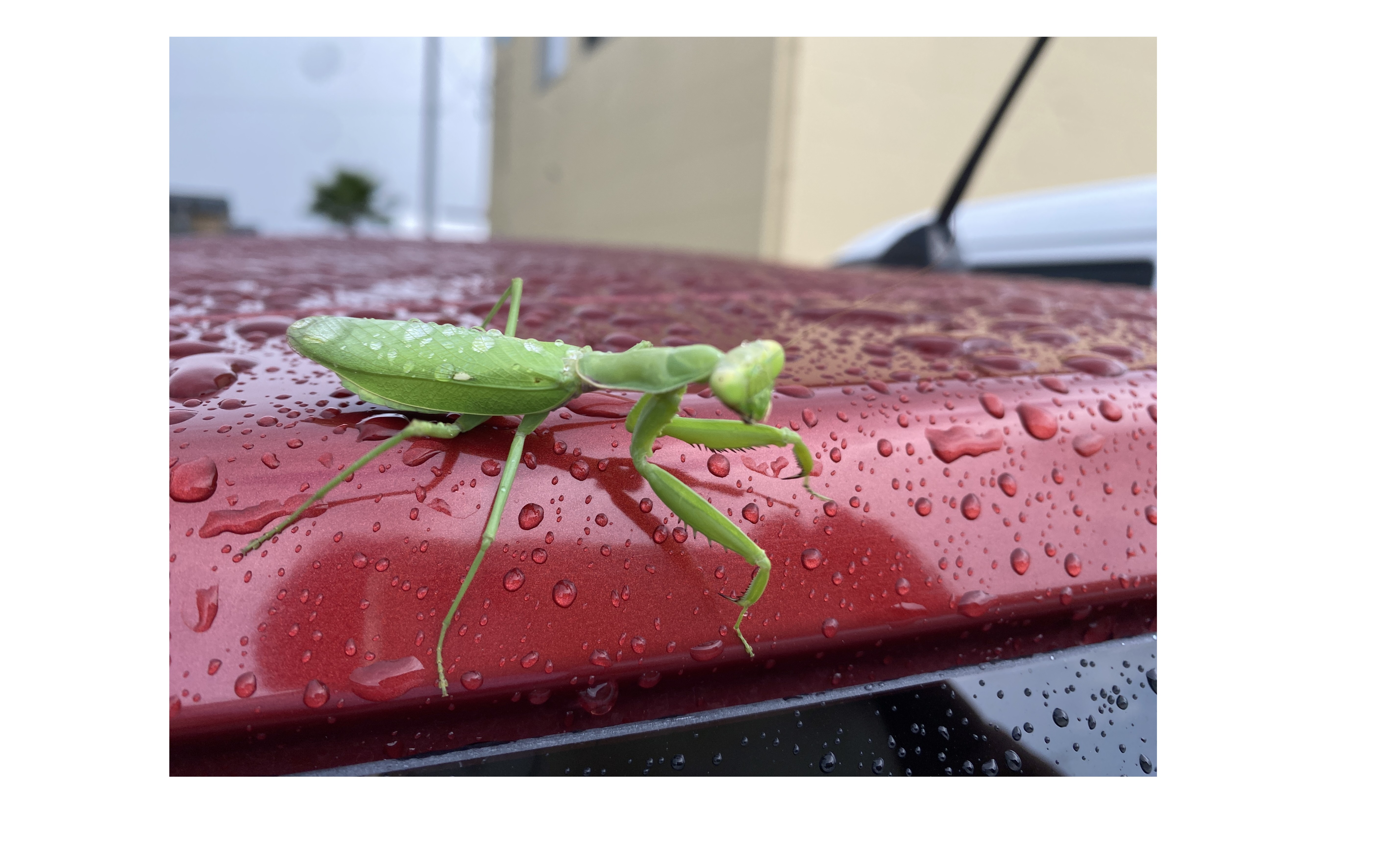 『イベント活動の目的』