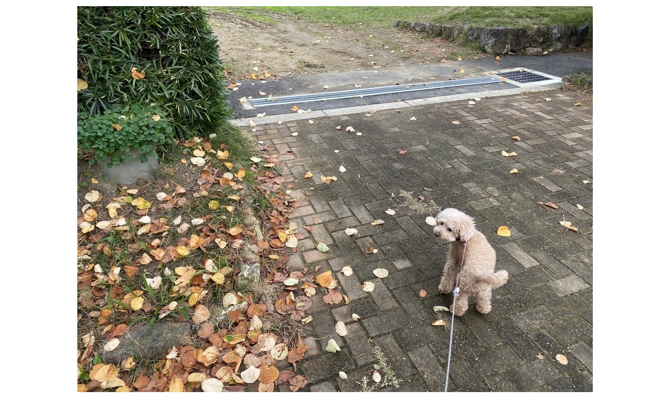 『ハッピーと１０回目の冬を迎えます』