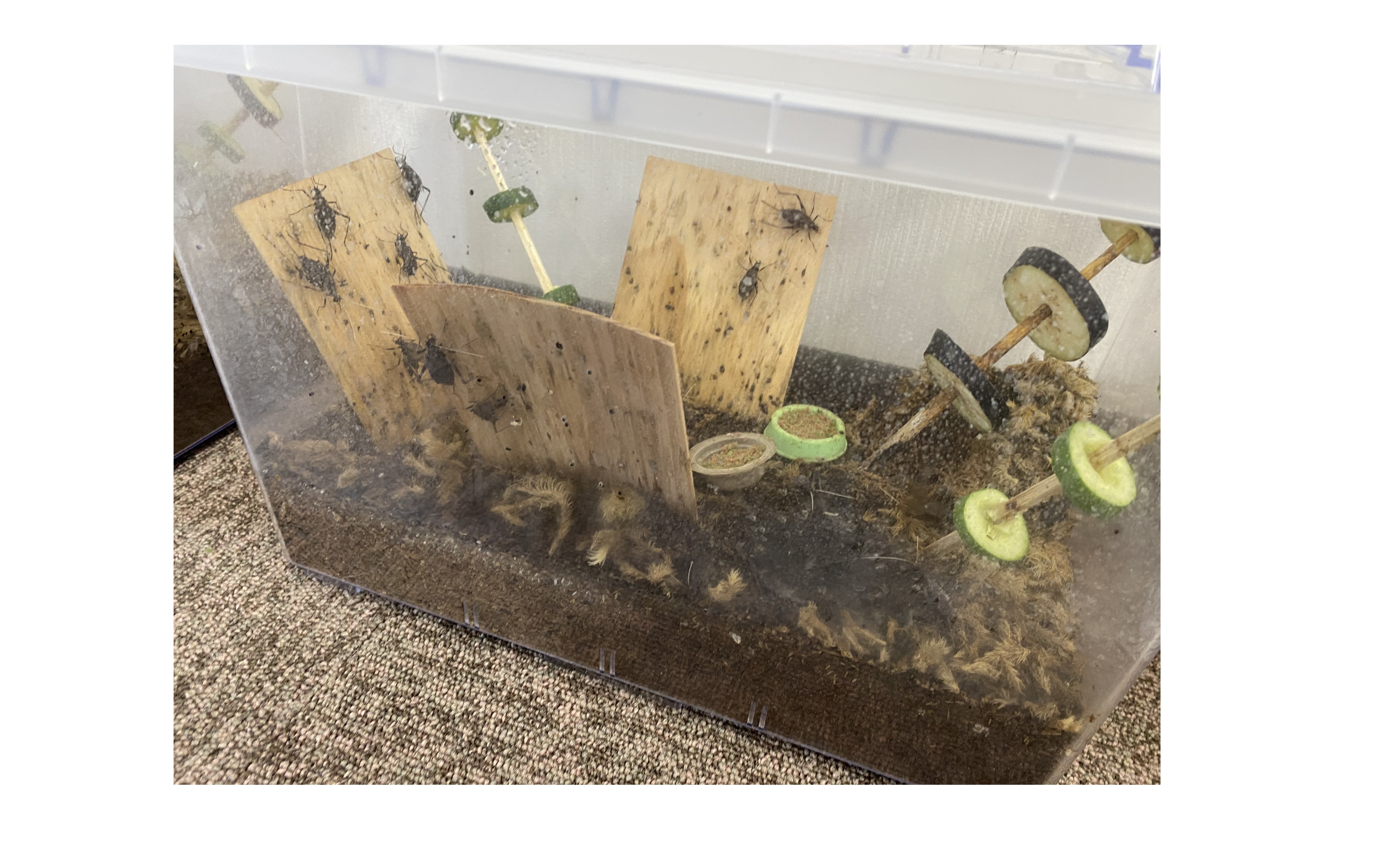 『夏の終わり』