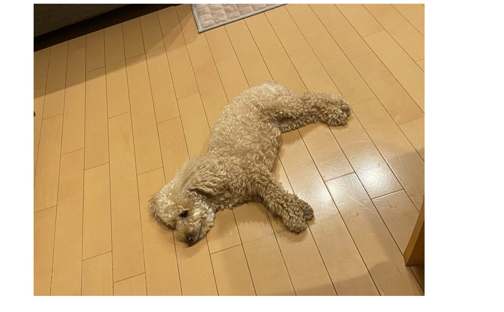 『いつも・・・・』