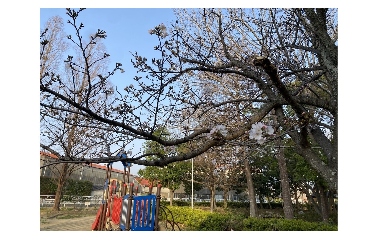 『１０回目の桜』