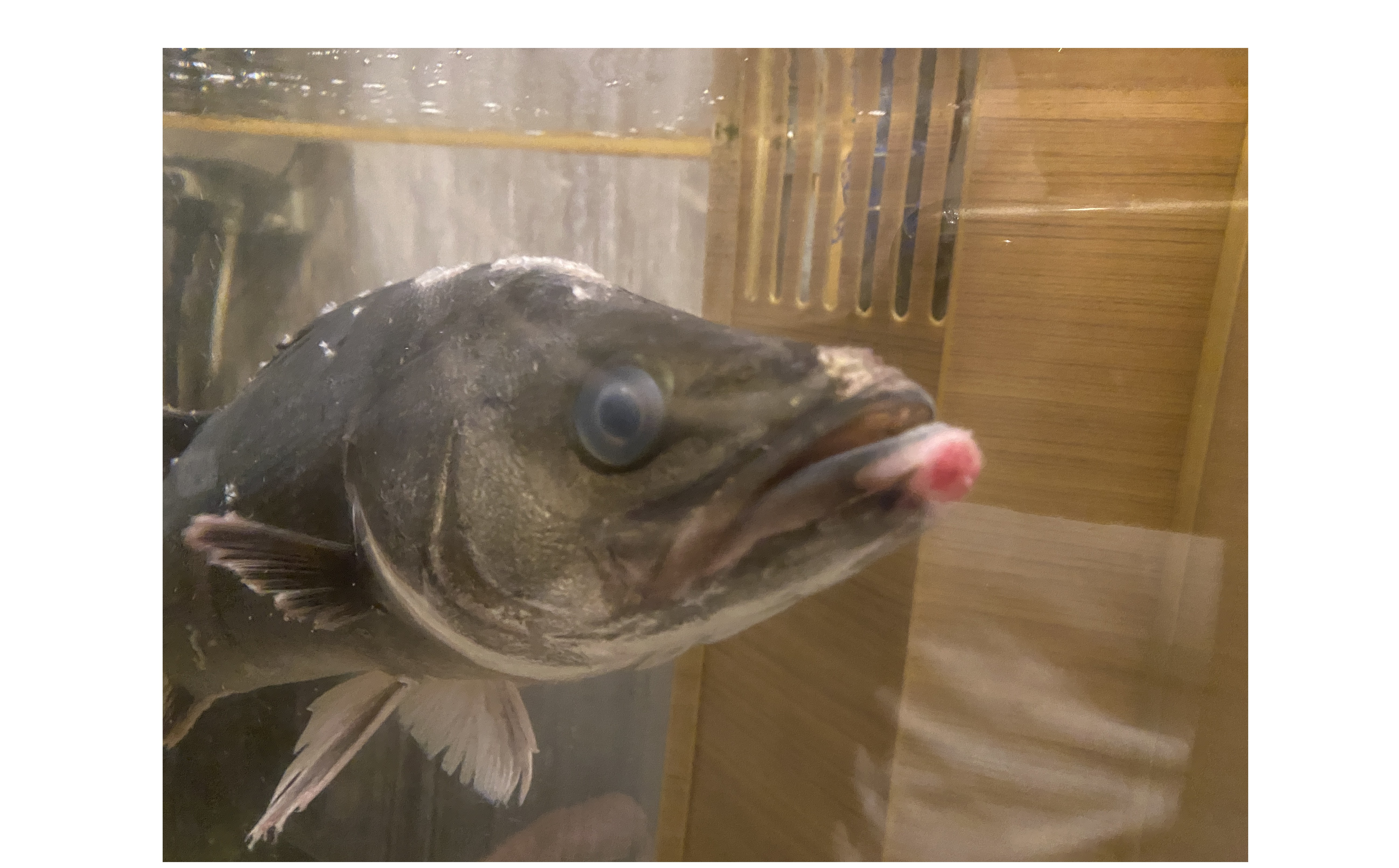 『見えにくいも』