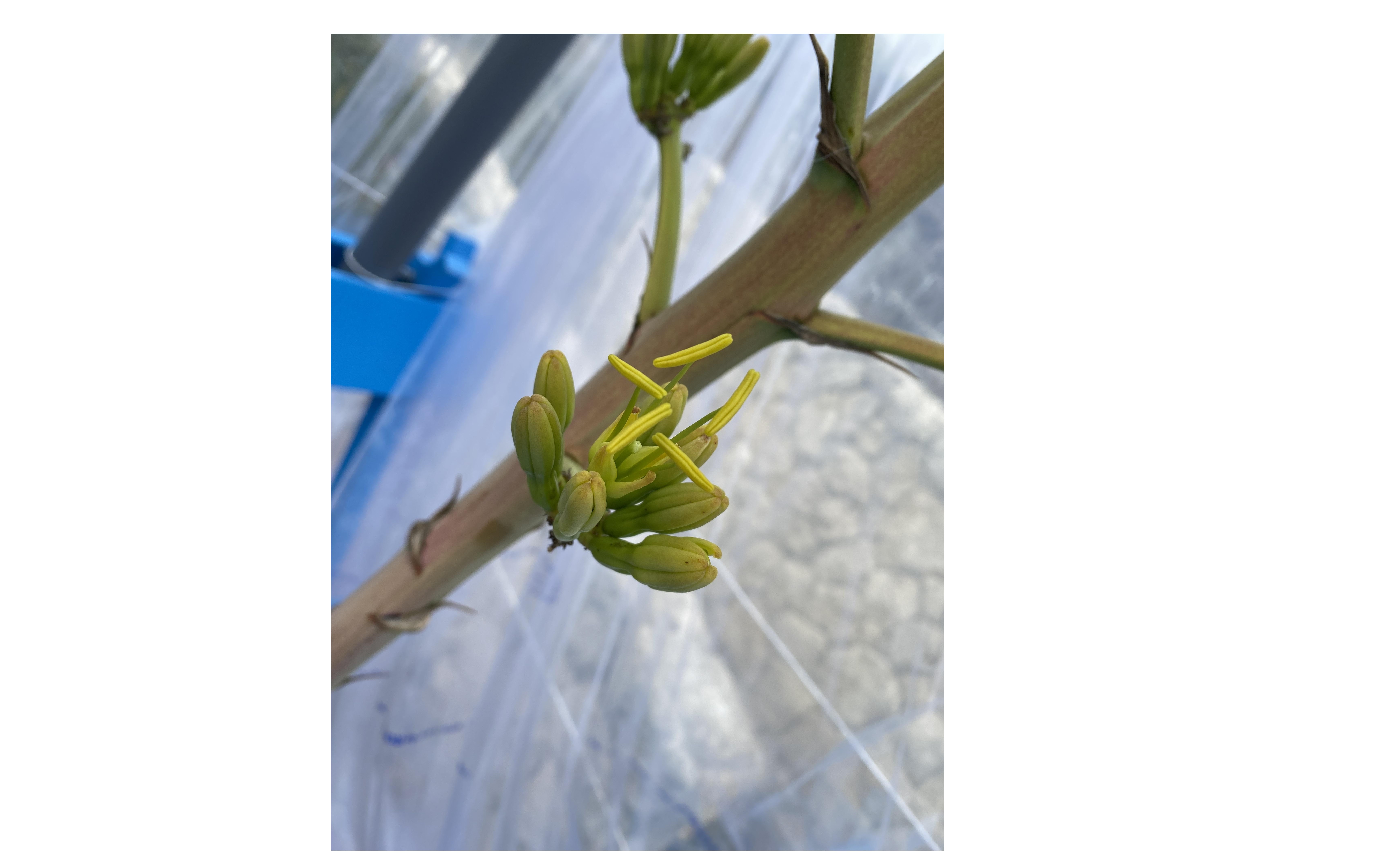 『咲き始めました！１００年に一度の花が！』