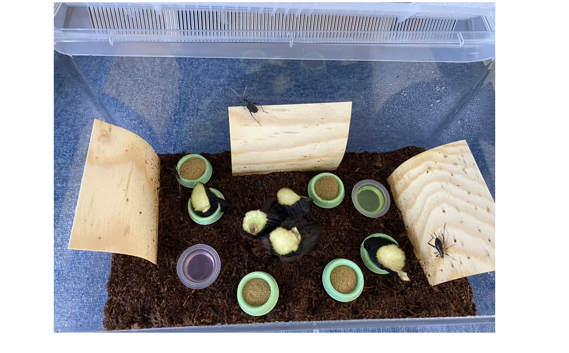 『鳴き出しました』