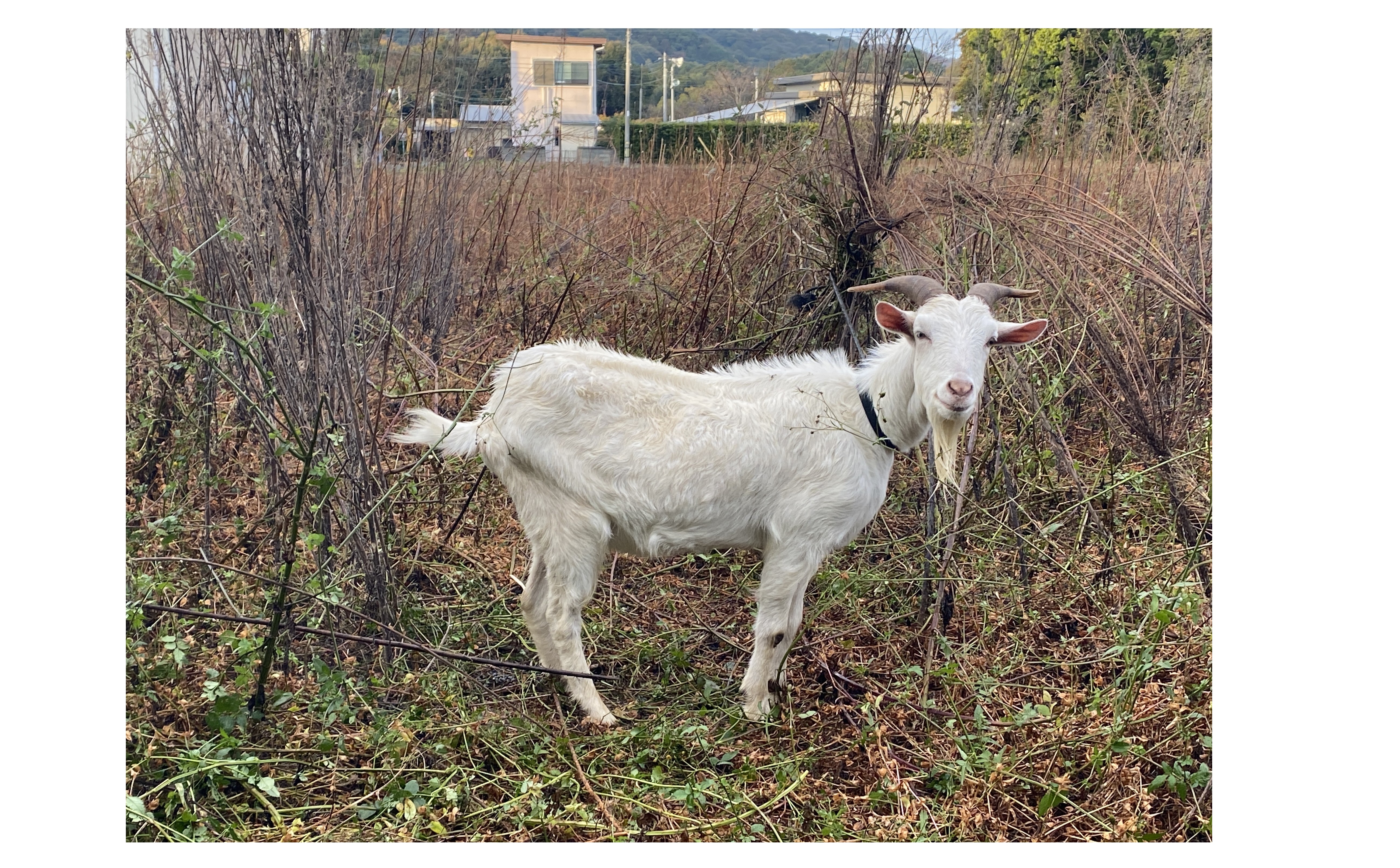 『若手の成長』