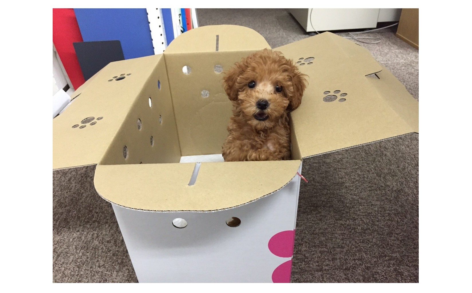 『ハッピーが１０歳になりました！おめでとう！平均寿命は１２歳～１５歳』