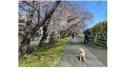 『７回目の春』