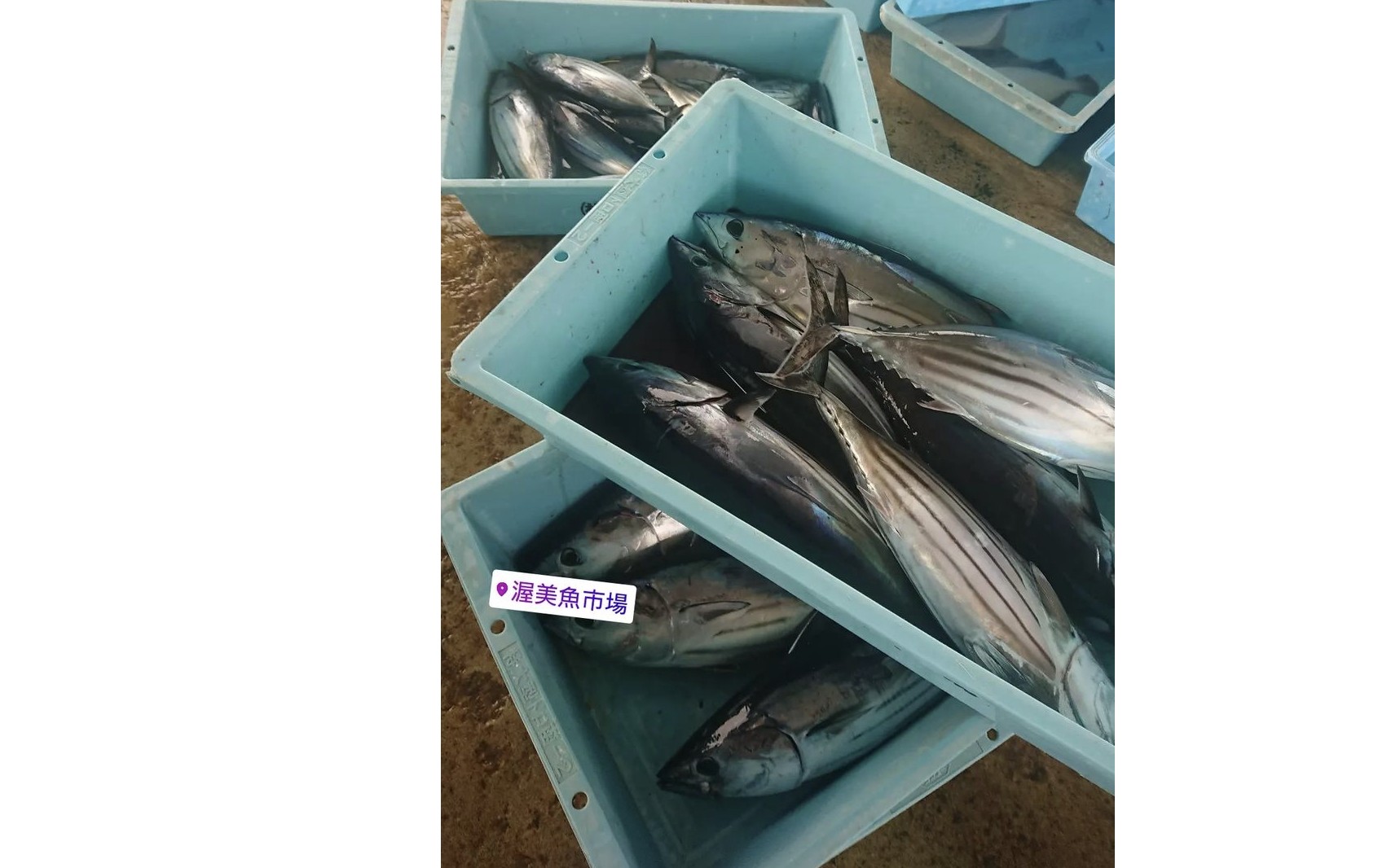 『もちカツオを食べながら』