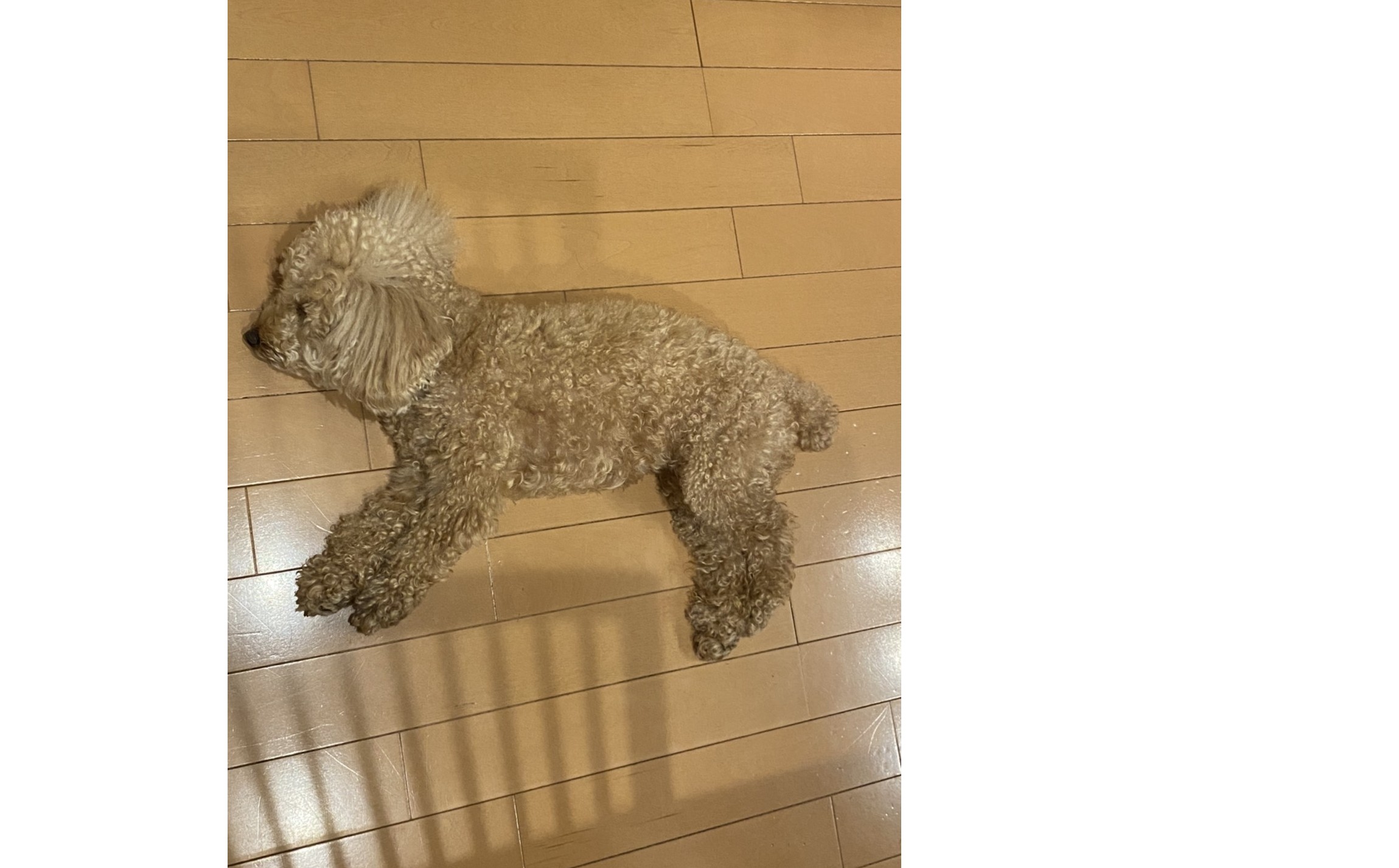 『いつも足元に』