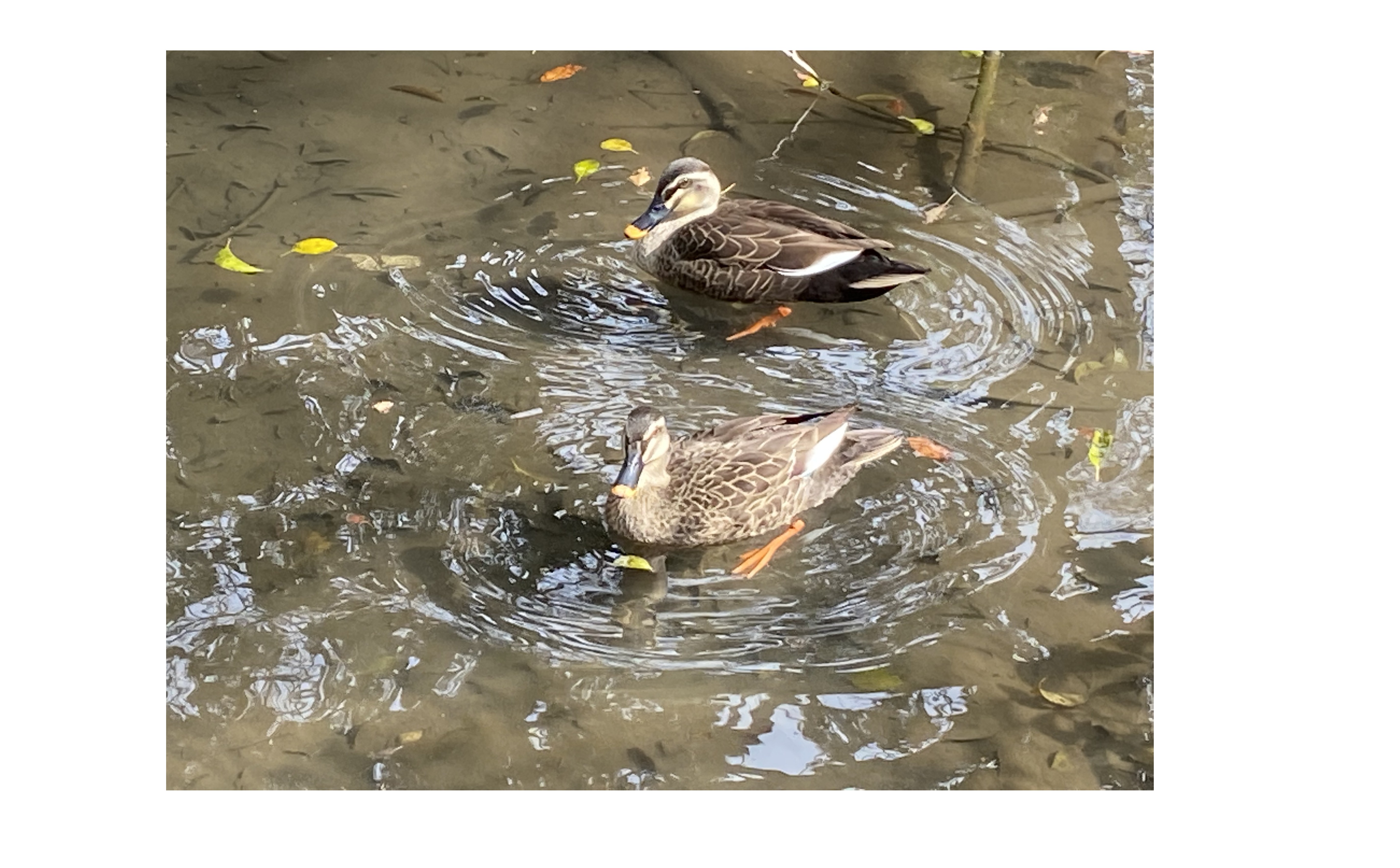 『理想のチーム』