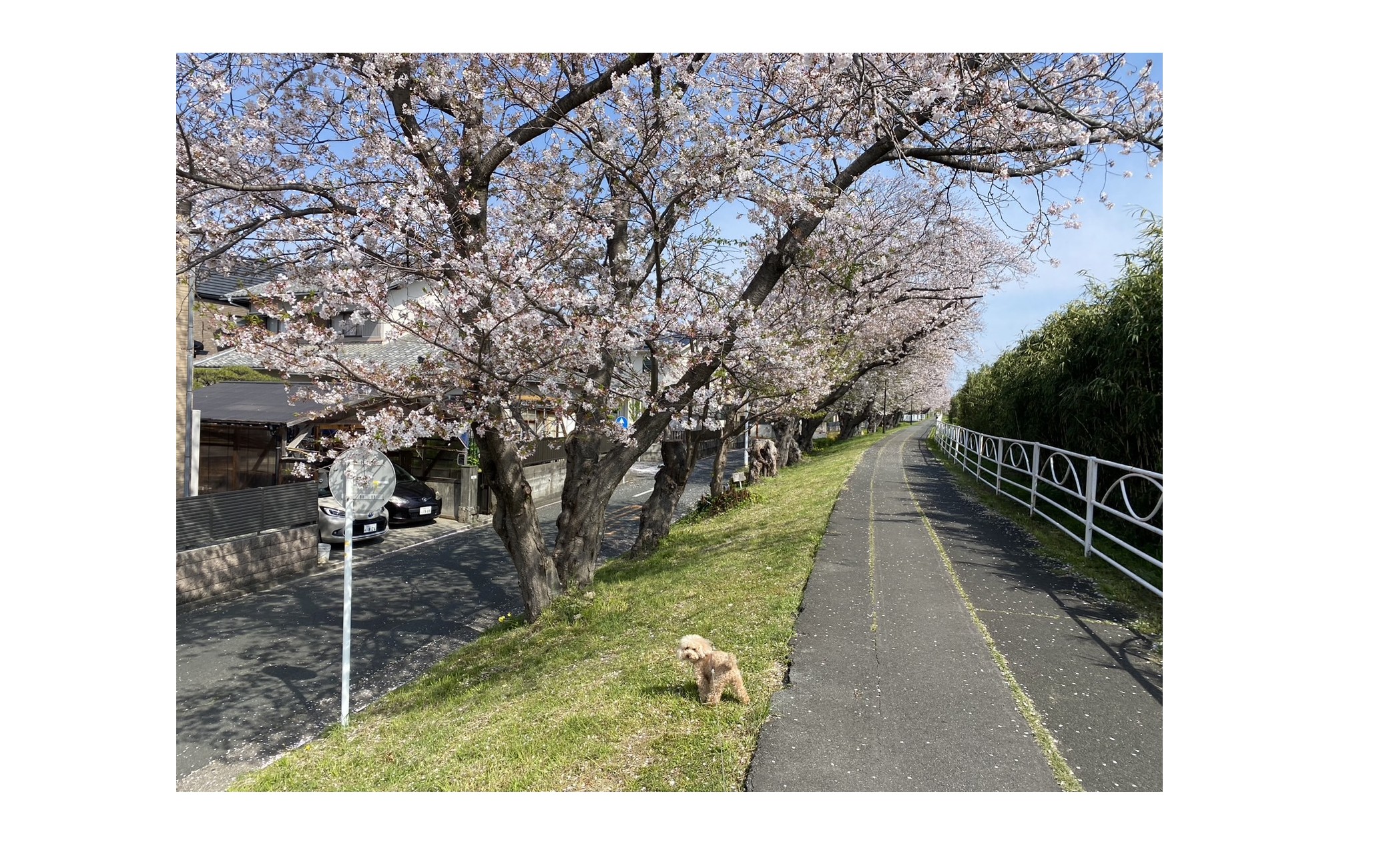 『８回目の春』