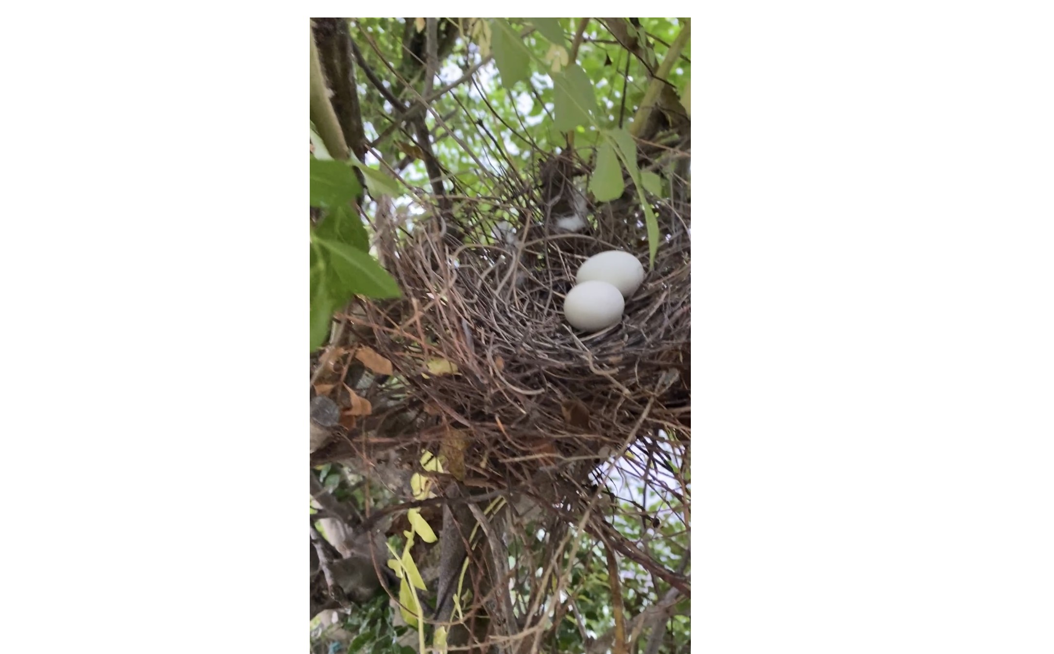 『新しい命が』