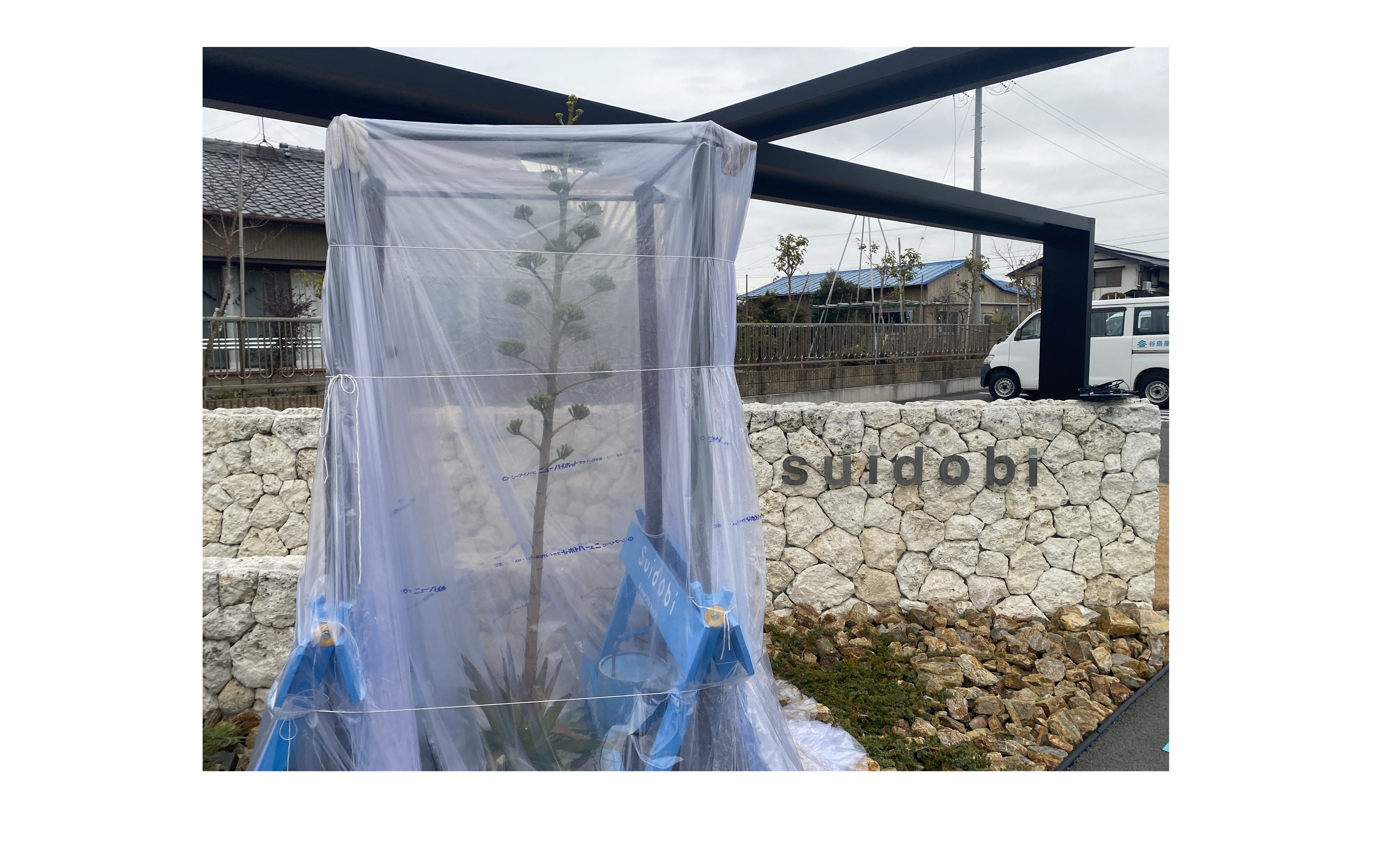 『順調に育ってます！』