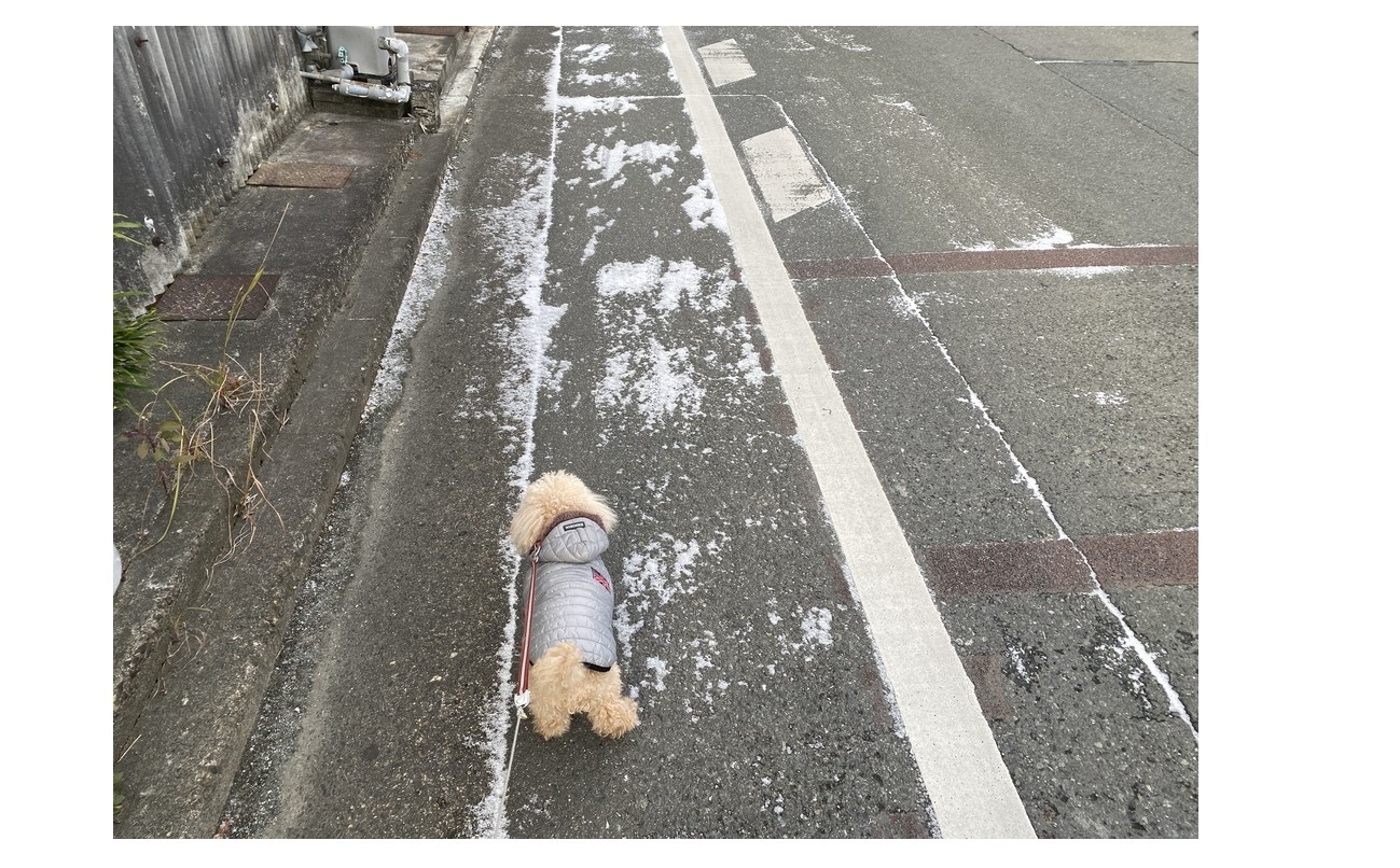 『初めての雪・・・かも』