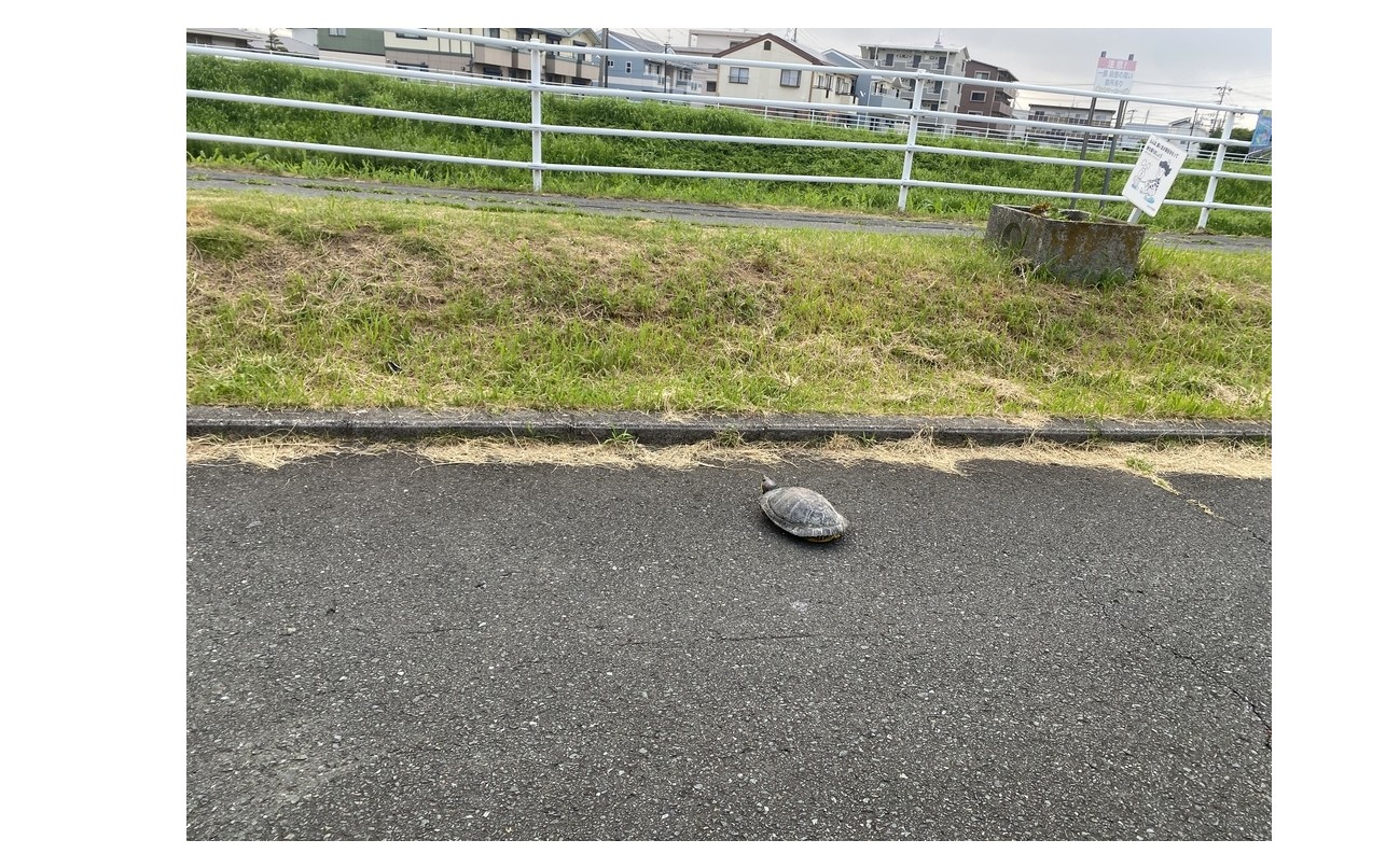 『助けてあげたのに・・・ｗｗｗ』