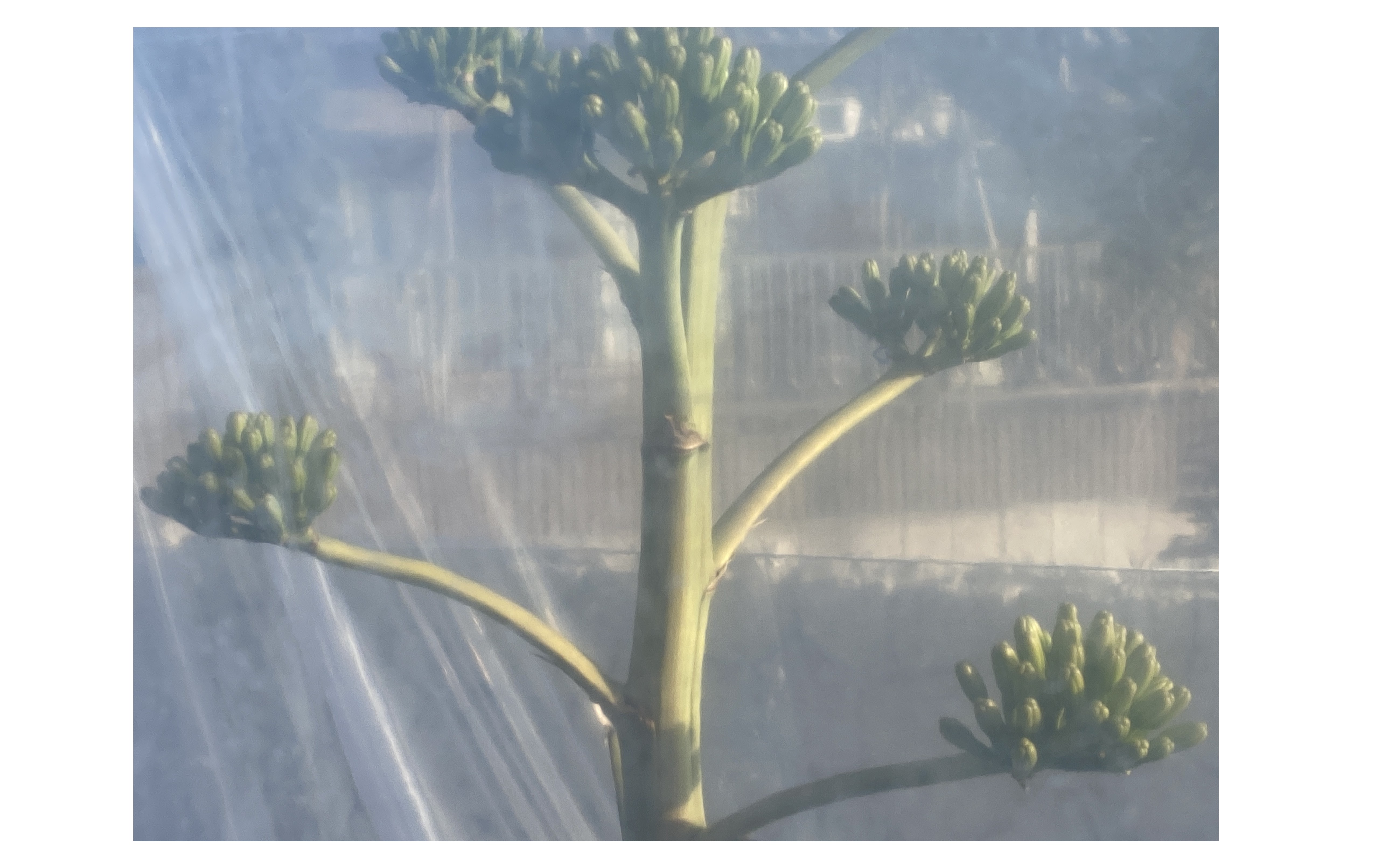 『枯れずにツボミが膨らみ続けています』