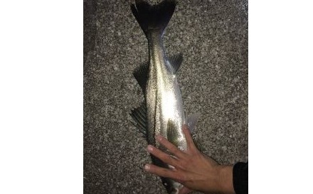 極寒の浜名湖シーバス