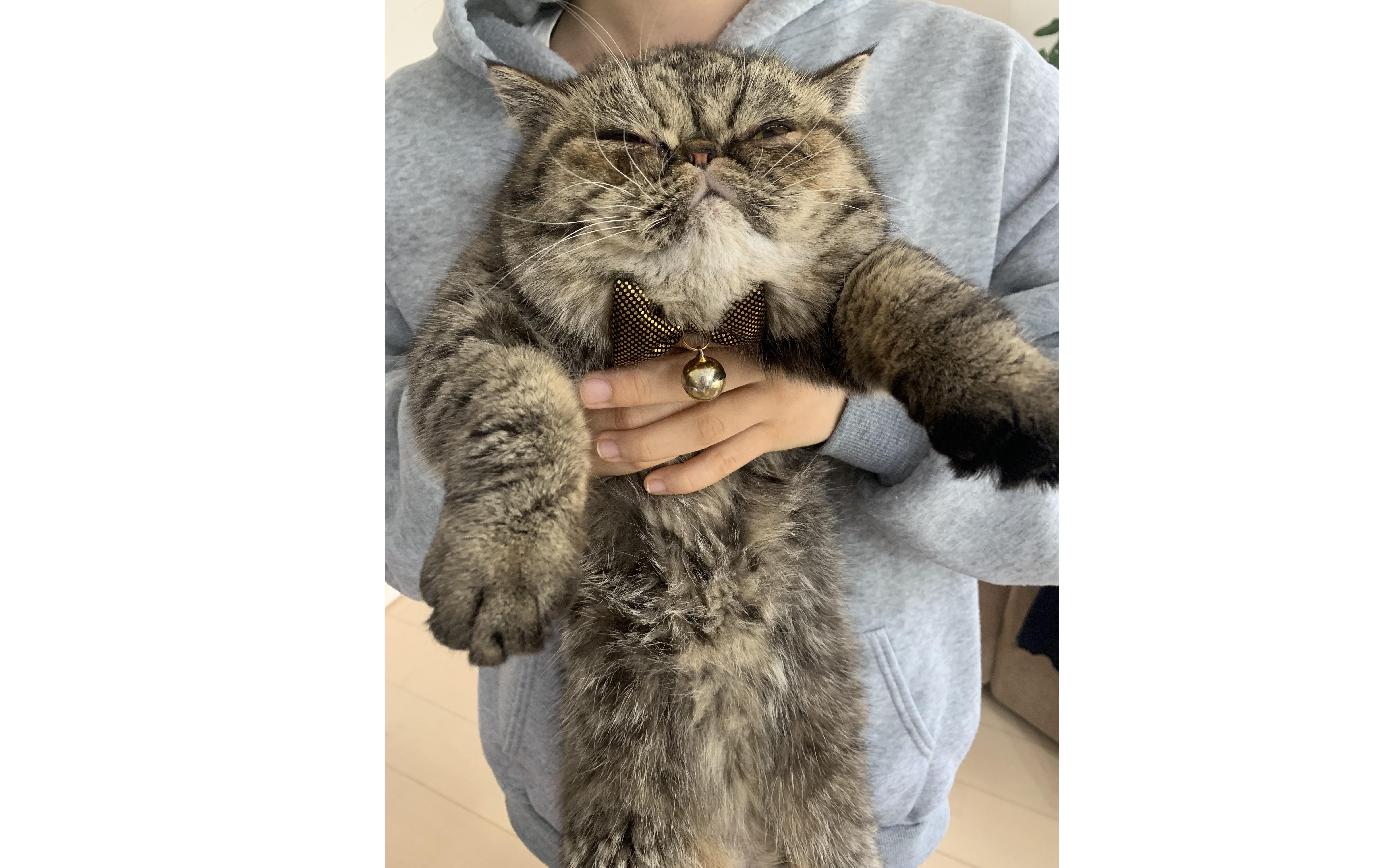 我が家のまるこさん😸