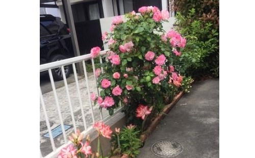 春から夏へ我が家の庭