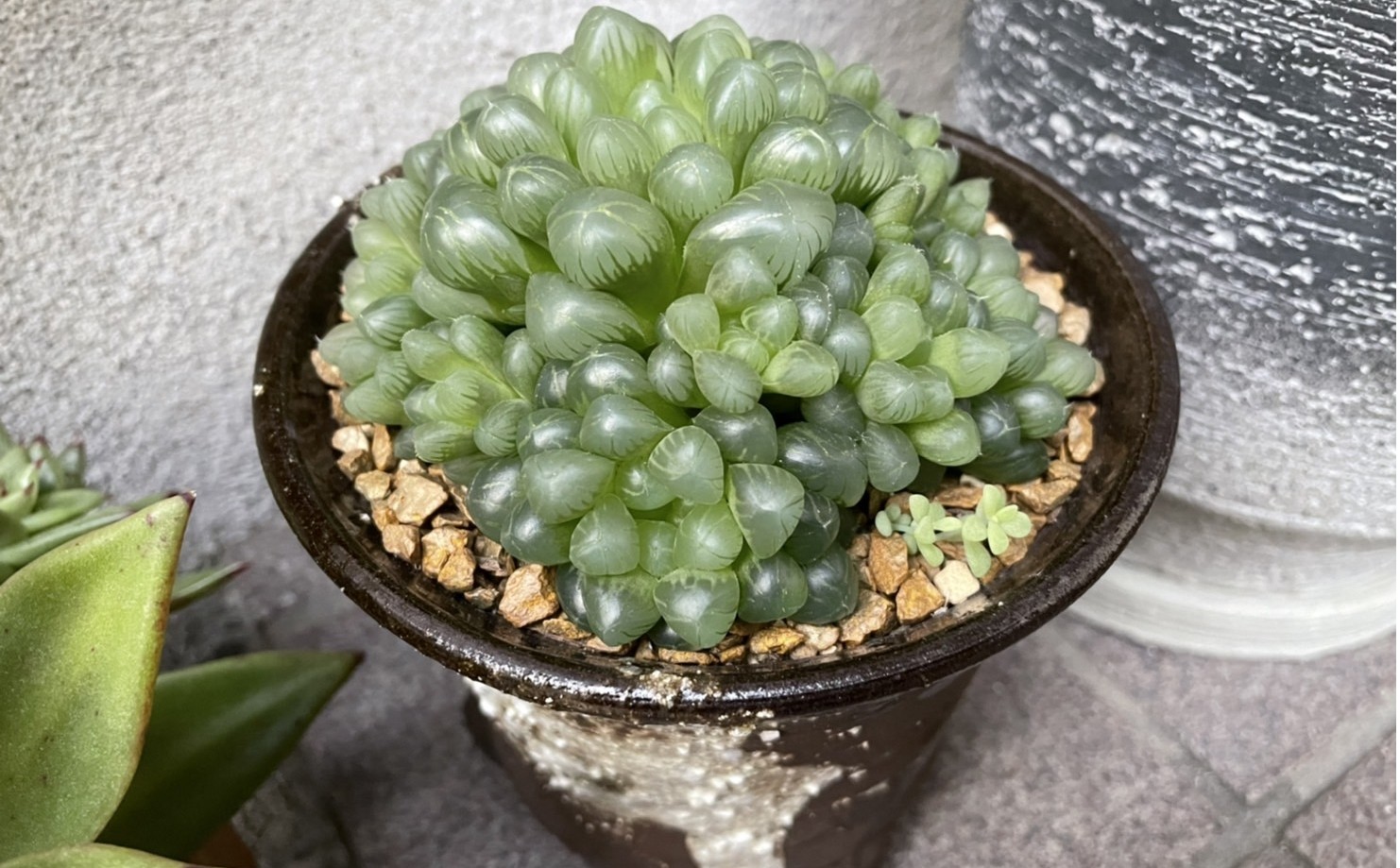 最近のお気に入り多肉植物