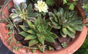 小さなお庭の多肉達