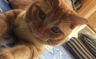 猫のエマちゃん