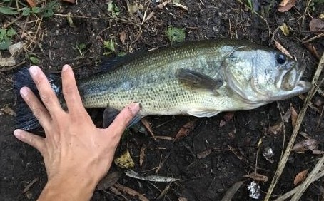 秋が深まった野池