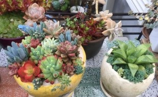 ちっちゃな庭の住人