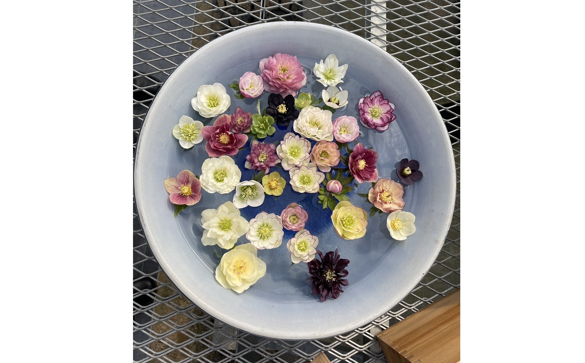 クリスマスローズ